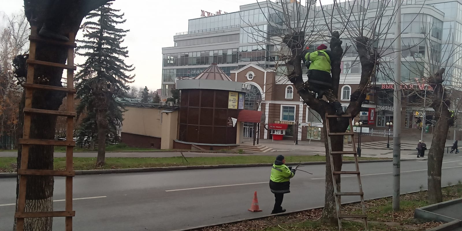 Кронирование деревьев на ул. Кураева