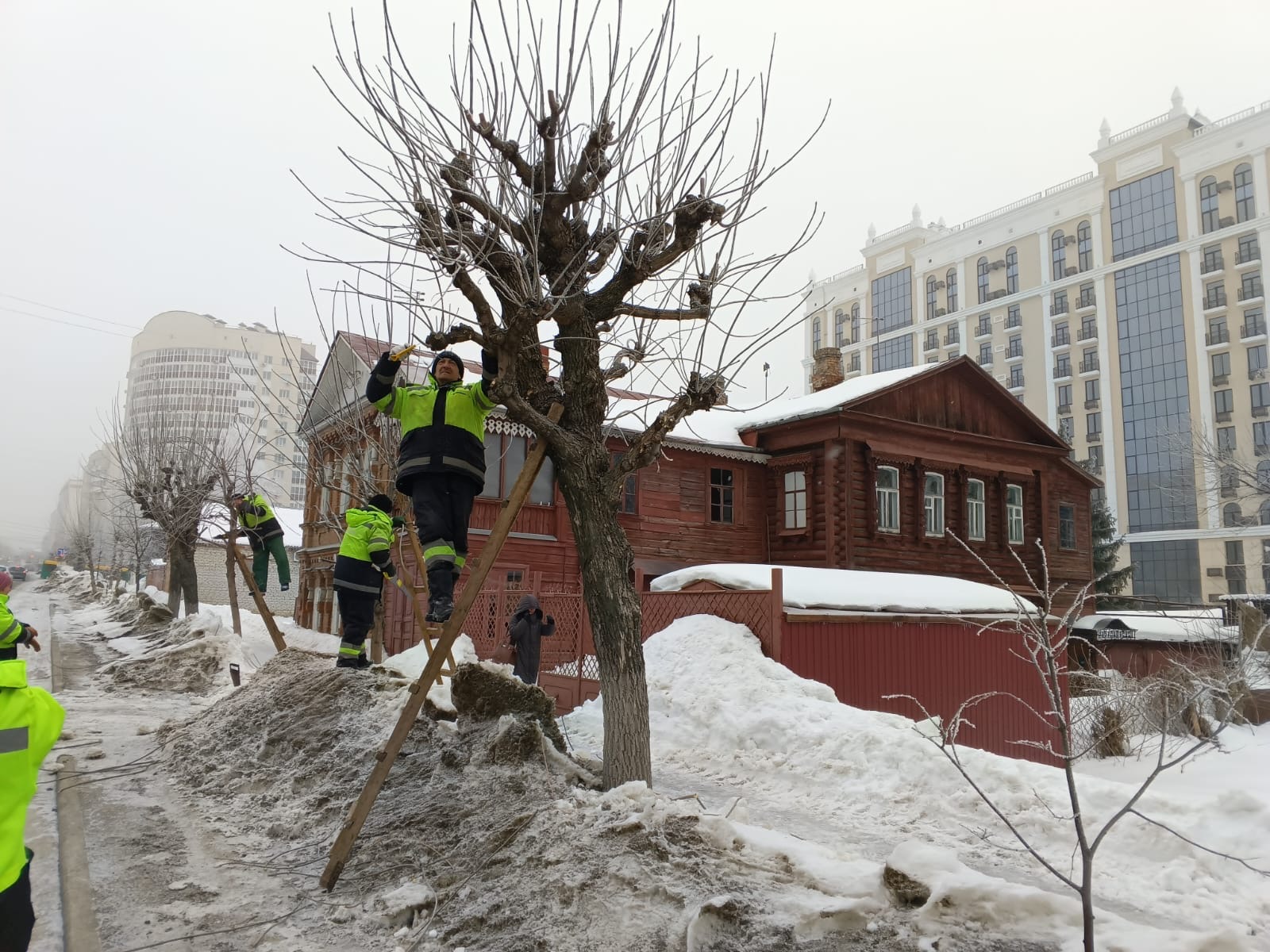 Формирование крон у деревьев по ул. Куйбышева, Тернопольская