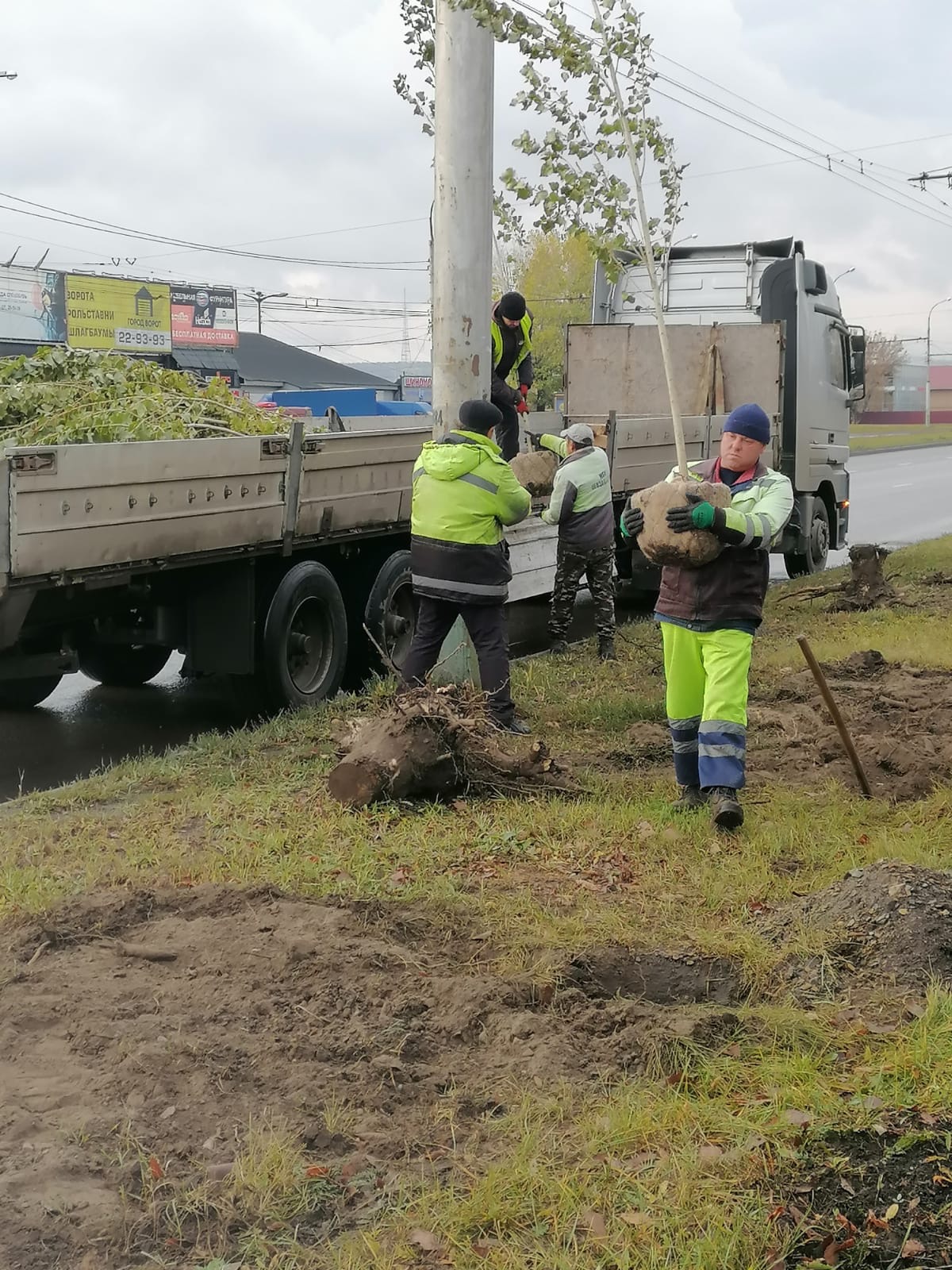 Посадка деревьев по ул. Чаадаева