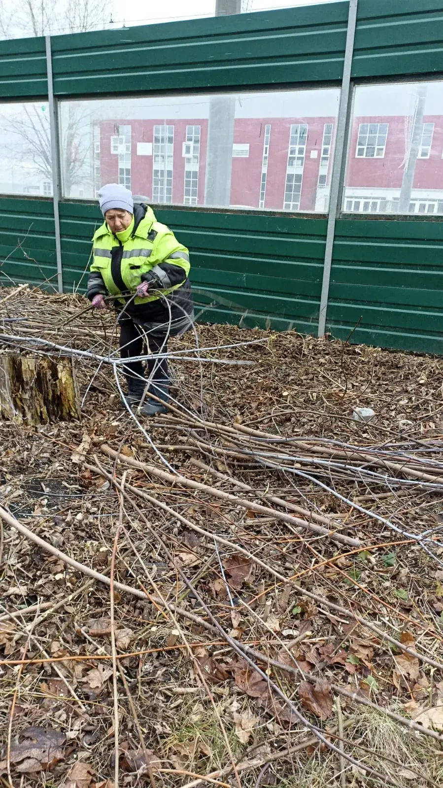 Вырезка поросли клена американского по ул. Центральная