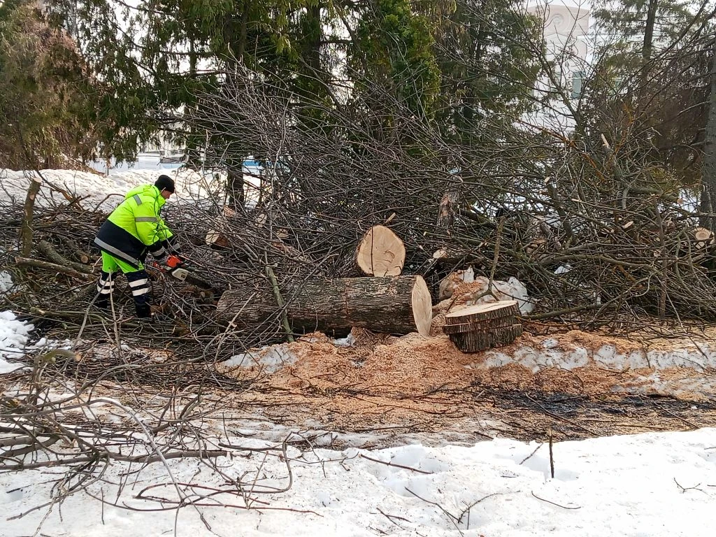 Раскряжевка дерева в сквере 40 лет ВЛКСМ