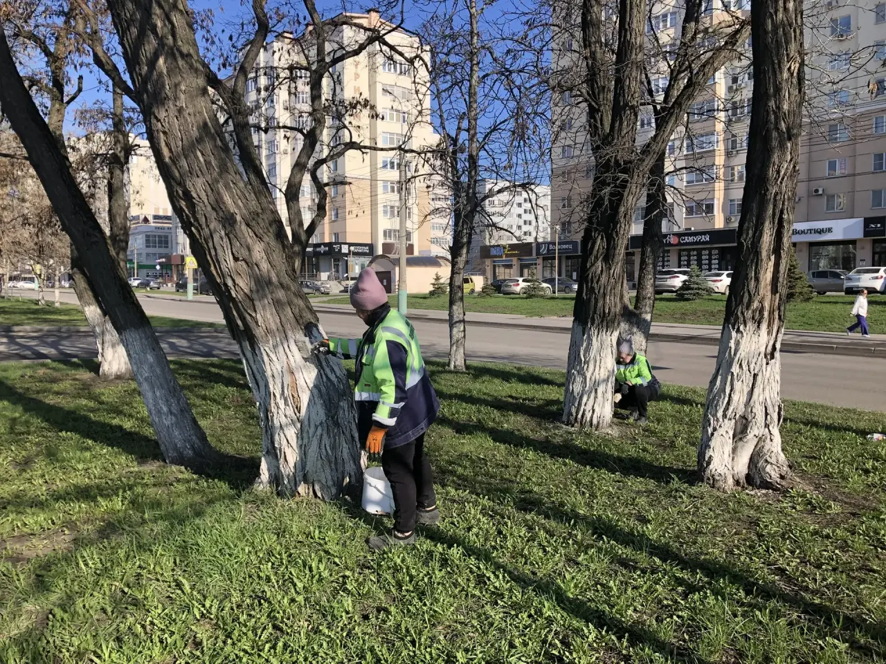 Покраска стволов деревьев по ул. Пушкина