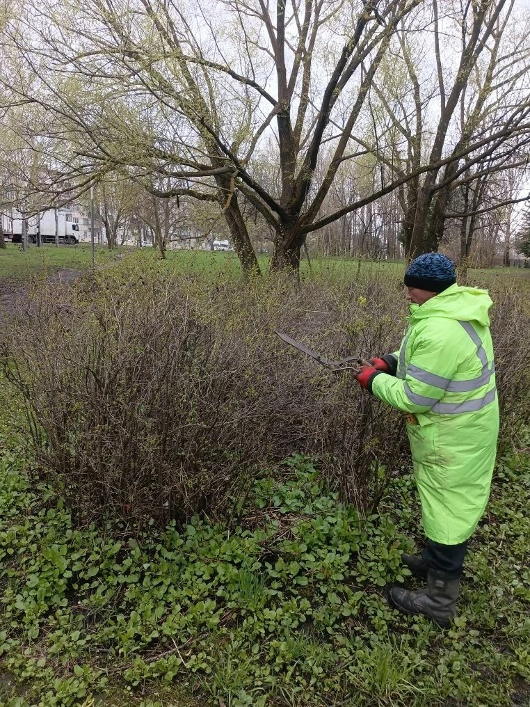 Вырезка поросли у деревьев в Парке Победы