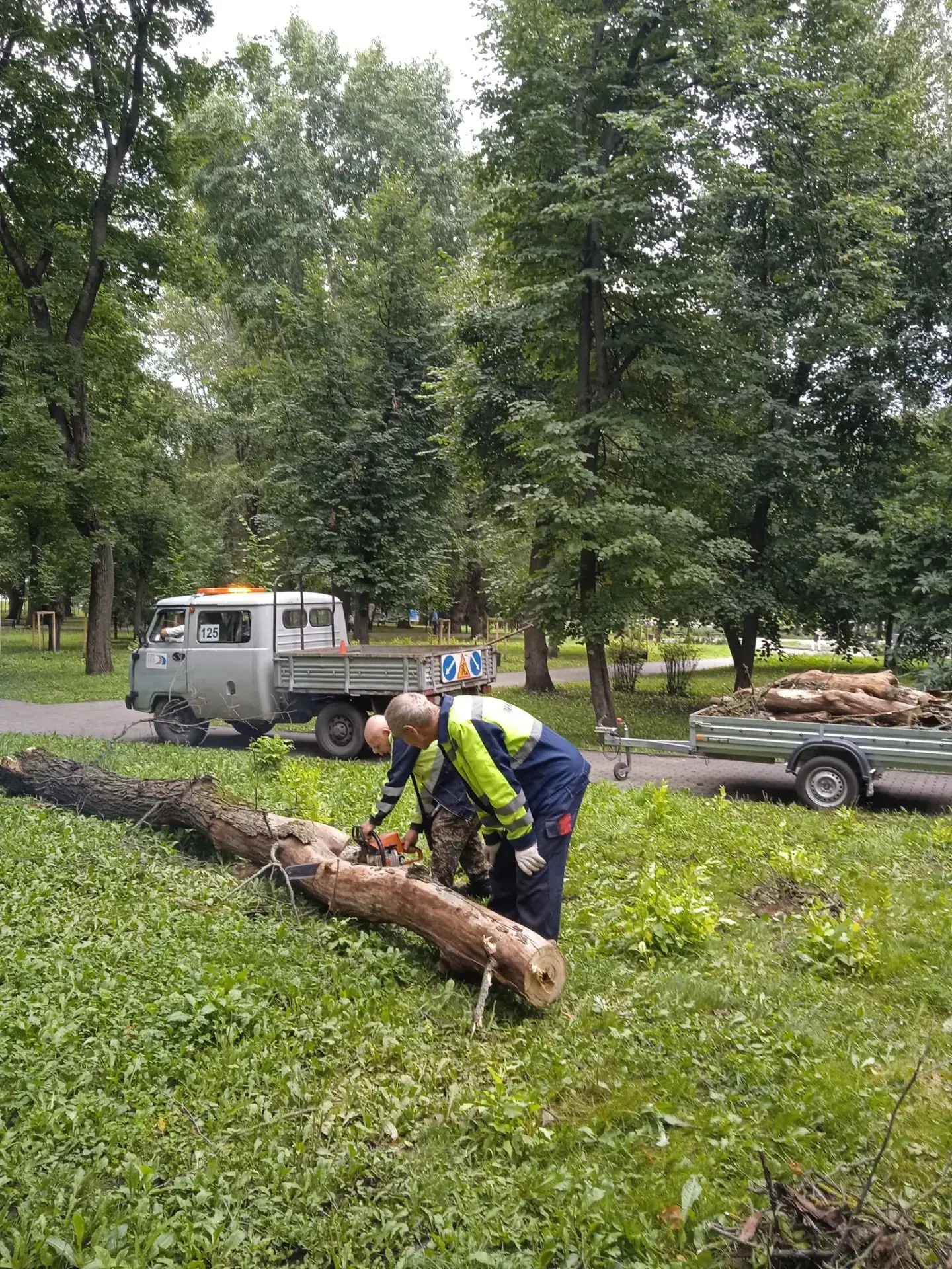 Раскряжевка упавшего дерева в сквере Лермонтова