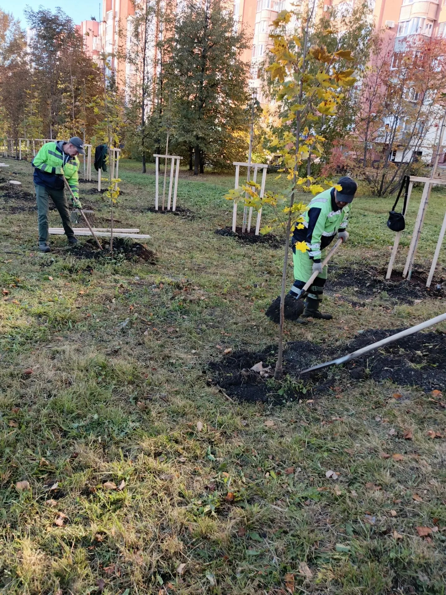 Посадка деревьев по ул. Тернопольская, М. Крылова